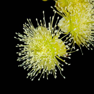 su guava çiçek tomurcukları