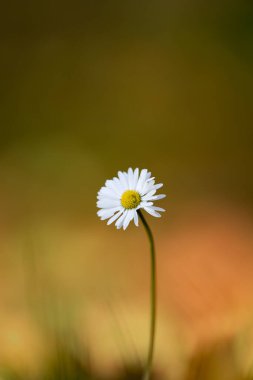 Odak noktasında zarif, bulanık bir arka planı olan, sadeliği ve doğal güzelliği olan beyaz bir çiçek.