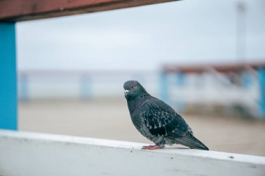 Close-up of a pigeon resting on a wooden pier, with a soft, blurred background that highlights the peaceful and natural ambiance of the scene clipart