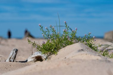 Deniz kıyısında narin, mor bir çiçeğe yakın plan, güzel bulanık bir arka plan, sahil doğasının huzurlu özünü yakalıyor.