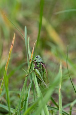 Close-up of a large grasshopper perched on a blade of grass, showcasing intricate details of its body and vibrant green colors in its natural habitat clipart