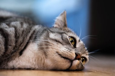 Close-up of a gray tabby cat peacefully lying on the floor, showcasing its soft fur and relaxed demeanor in a cozy indoor setting clipart