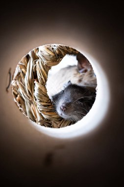 Hasır bir sepete konforlu bir şekilde yerleştirilmiş bir degu faresinin portresi, ilginç ifadesini ve benzersiz özelliklerini sıcacık, doğal bir ortamda yakalıyor.
