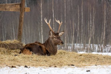 A peaceful deer resting in a serene winter landscape, surrounded by snow and heather, creating a tranquil scene of nature in winter clipart