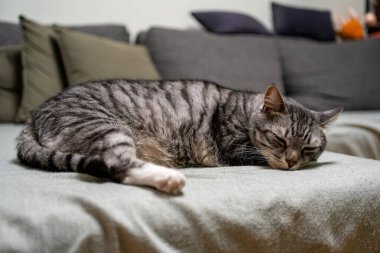 Huzurlu gri ve beyaz çizgili bir kedi yumuşak gri bir kanepede uzanıyor, rahat bir yuvada rahatlık ve sükunet yayıyor.
