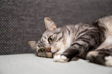 Huzurlu gri ve beyaz çizgili bir kedi yumuşak gri bir kanepede uzanıyor, rahat bir yuvada rahatlık ve sükunet yayıyor.