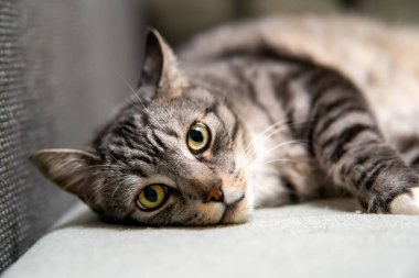 Huzurlu gri ve beyaz çizgili bir kedi yumuşak gri bir kanepede uzanıyor, rahat bir yuvada rahatlık ve sükunet yayıyor.
