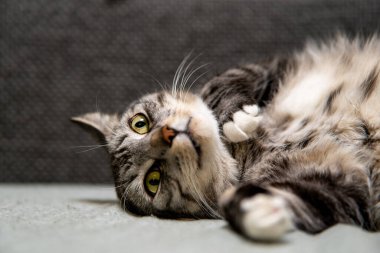 Huzurlu gri ve beyaz çizgili bir kedi yumuşak gri bir kanepede uzanıyor, rahat bir yuvada rahatlık ve sükunet yayıyor.