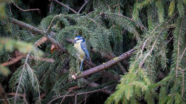 Çam ağacının yemyeşil dalları arasında tünemiş kuşlar, doğanın güzelliğinde huzurlu bir an sergiliyorlar.