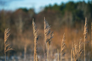 Kıvrımlı bir nehir, arka planda sakin bir orman tarafından çerçevelenmiş, yumuşak akşam ışığında sıcak bir şekilde parlayan, ön planda zarifçe kıvrılır.