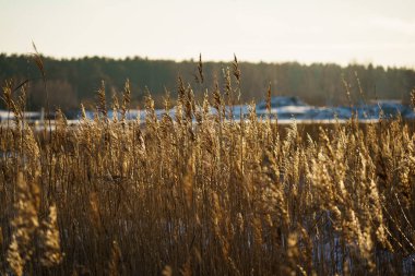 Kıvrımlı bir nehir, arka planda sakin bir orman tarafından çerçevelenmiş, yumuşak akşam ışığında sıcak bir şekilde parlayan, ön planda zarifçe kıvrılır.