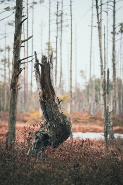 Yıpranmış ölü bir ağaç gövdesi sessiz bir bataklıkta duruyor. Etrafı ölü ağaçlarla çevrili.