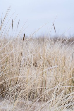 Sahil şeridi boyunca donmuş kumların yer aldığı sakin bir kış sabahı sahnesi, kışın erken saatlerinde doğanın dinginliğini ve güzelliğini yakalıyor.