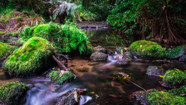 Su akıntısı yosunların arasında uzun süre kalan taşların arasında, Mangakarengorengo nehri, McLaren Şelalesi, Yeni Zelanda