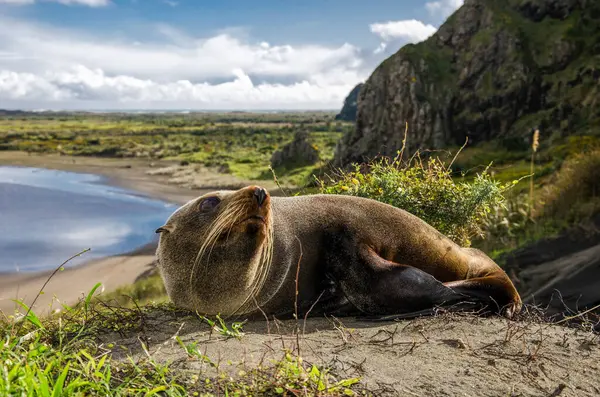 Mühür Yeni Zelanda sahilinde dinleniyor.