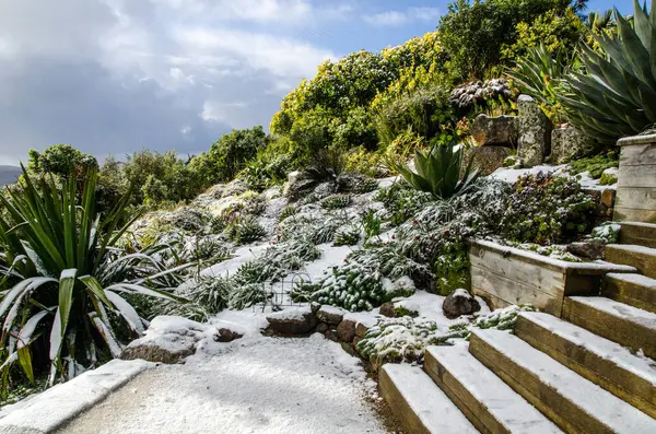 Karların altında yeşil çalılar. Yeni Zelanda 'da kış