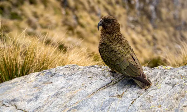 Kea papağanı Ben Lomond Tepesi, Yeni Zelanda