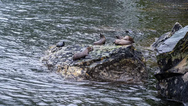 Kürk fokları, Milford Sound, Yeni Zelanda