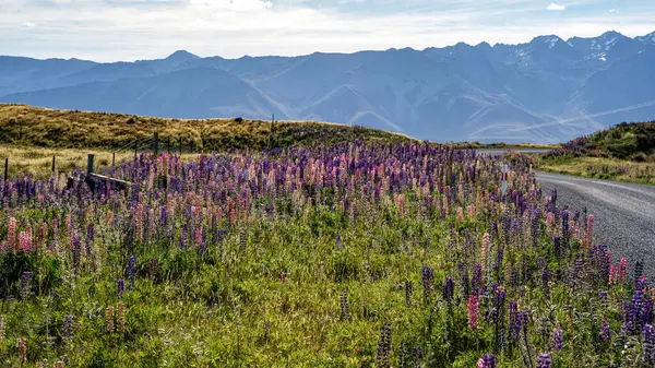 Lupin, Yeni Zelanda 'daki Tekapo Gölü yakınlarında kır yolu boyunca çiçek açıyor.