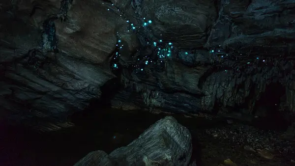 Waipu mağaralarında parlayan solucanlar, Yeni Zelanad