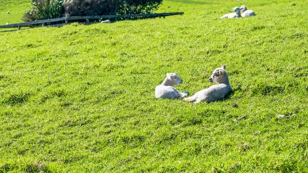 Küçük kuzular yeşil bir çayırda otluyor, Shakespeare Bölgesel Parkı, Yeni Zelanda