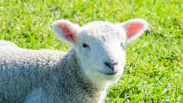 Küçük kuzular yeşil bir çayırda otluyor, Shakespeare Bölgesel Parkı, Yeni Zelanda