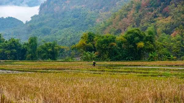 Vietnamlı geleneksel pirinç çiftçisi, Chieng Chau, Vietnam