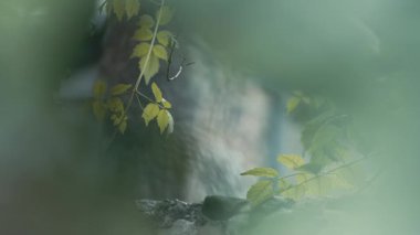 Yumuşak odaklı yeşil yapraklı soyut doğa sahnesi. Bulanık arka plan ve rüya gibi estetik huzurlu ve ruhani bir atmosfer yaratıyor. Seçici odak ile yakın plan.