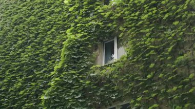 Pencereli Sarmaşık Kaplamalı Bina Duvarı - Yeşillik Yeşillik Kaplama Mimarisi - Doğa ve Şehir
