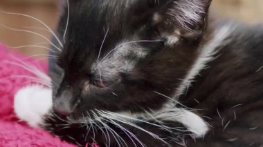 Siyah beyaz şirin bir kedi yavrusunun patisini titizlikle tımar edişinin 4K görüntüsü. Kedi yavrusu yumuşak, parlak pembe bir battaniyenin üzerinde yatıyor. Doğal ışıklandırma, ev ortamları.