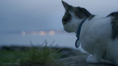 Mavi yakalı beyaz ve tekir bir kedi bir duvarda oturur, alacakaranlıkta şehrin ışıklarını seyreder. Sakin ve sakin bir atmosfer. Güzel, sinematik çekim..