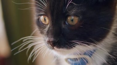 Çekici kehribar gözleri ve mavi yakalı sevimli siyah beyaz bir kedi yavrusunun yakın plan portresi. Yumuşak, doğal ışıklandırma. Yüzün yüzeysel derinliği yüzün altını çizer.