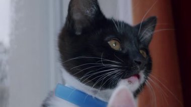 Yakından çekilmiş kehribar gözlü ve mavi yakalı siyah beyaz bir kedi yavrusunun portresi. Kedi yavrusu doğrudan kameraya bakıyor. Kapalı ortam.