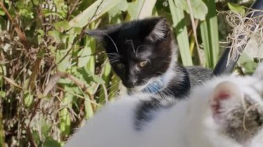 Mavi yakalı meraklı siyah beyaz bir kedi yavrusu yemyeşil bitkilerle çevrili bir bahçe ortamını keşfediyor. Başka bir kedi kısmen görünür. Parlak, güneşli açık hava sahnesi.