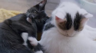 İki kedi yavrusu, biri siyah ve beyaz, biri beyaz ve tekir, sarı bir battaniyenin üzerinde kucaklaşıyorlar. Siyah ve beyaz kedi yavrusu dinlenirken kendini tımar ediyor. Yakın çekim..
