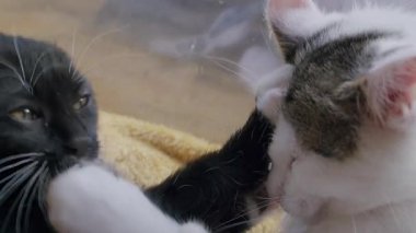 Siyah ve beyaz bir kedi yavrusu ve beyaz ve tekir bir kedi yavrusu neşe içinde birbiriyle etkileşiyorlar, vuruşuyorlar ve birbirlerini tımar ediyorlar. Yakın çekim, tapılası maskaralıklarını yakalıyor. Kapalı, sarı bir battaniye arka planı var..