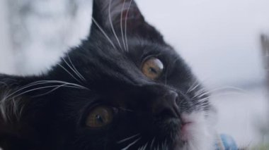 Siyah beyaz kehribar gözlü kedi yavrusunun yakından çekilmiş portresi. Meraklı ve meraklı bir ifadeyle yukarı bakıyor. Yavru kedinin mavi bir yakası var. Yumuşak, doğal ışıklandırma.