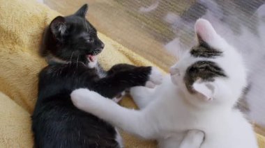 Siyah ve beyaz bir kedi yavrusu ve beyaz ve tekir bir kedi yavrusu yumuşak, sarı bir battaniyede oynak bir güreş ve tımar yapıyorlar. Yakın plan çekimleri onların sevimli etkileşimlerini yakalıyor..