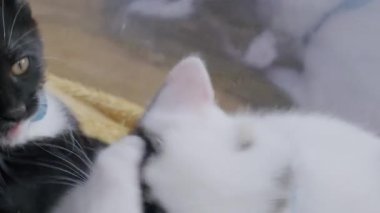 Siyah ve beyaz bir kedi yavrusu ile beyaz ve tekir bir kedi yavrusu arasındaki eğlenceli etkileşimin yakın çekimi. Siyah beyaz kedi yavrusu şakacı bir şekilde tekir kedisini ısırır ve yarasalar..
