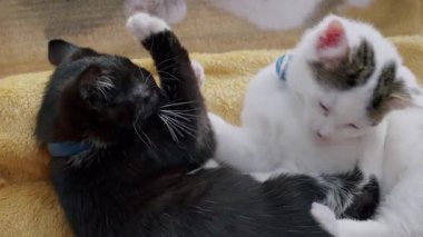 İki kediye yakın çekim, biri siyah-beyaz, diğeri beyaz ve tekir, şakalaşarak etkileşiyorlar. Siyah beyaz kedi yavrusu kardeşiyle neşeyle ısırır ve güreşir..