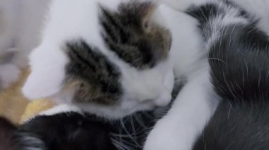 Beyaz ve tekir bir kedi yavrusu siyah ve beyaz bir kediyi titizlikle tımar ederek tüylerini yalıyor. Kürkleri ve yüzlerinin etkileşimini ve detaylarını gösteren yakın çekim..