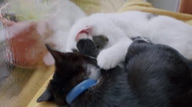 Siyah beyaz bir kedi yavrusunun beyaz ve tekir bir kediyi şakacı bir şekilde ısırıp tımar edişinin yakın çekimi. Etkileşim, pencerenin yanındaki sarı bir battaniyede gerçekleşir..