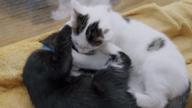 Beyaz ve tekir bir kedi yavrusu ve siyah ve beyaz bir kedi yavrusu. Birbirleriyle oynuyorlar. Sevgi ve şakacı etkileşimler gösteriyorlar. Kapalı alandaki sarı battaniyeye yakın çekim..