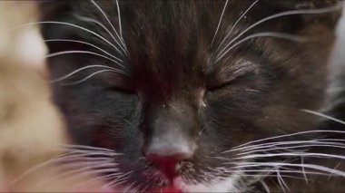 Siyah beyaz bir kehribar rengi gözlerine ve beyaz bıyıklarına dikkat çeken aşırı yakın plan bir kedi yavrusu yüzü. Yavru kedi gözlerini açar ve doğrudan kameraya bakar..