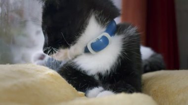 Siyah beyaz sevimli bir kehribar gözlü ve mavi yakalı kedi yavrusunun yakın plan portresi doğrudan kameraya bakıyor. Yumuşak, doğal ışıklandırmalı kapalı bir sahne..