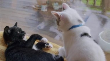 Siyah ve beyaz bir kedi yavrusu ve beyaz ve tekir bir kedi yavrusu şakacı bir güreş ve sarı bir battaniyeyi ısırma ile meşgul olurlar. Yakın çekim onların sevimli etkileşimlerini içeride yakalar..