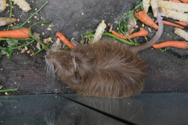 Hayvanat bahçelerindeki memelilerin çeşitli türleri