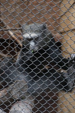 Hayvanat bahçelerindeki memelilerin çeşitli türleri