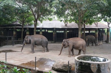 Asian elephants look calm in a spacious enclosure. With a backdrop of shady trees and the melodious sounds of birds, the atmosphere in this place feels very peaceful. clipart