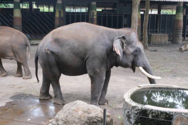 Asian elephants look calm in a spacious enclosure. With a backdrop of shady trees and the melodious sounds of birds, the atmosphere in this place feels very peaceful. clipart